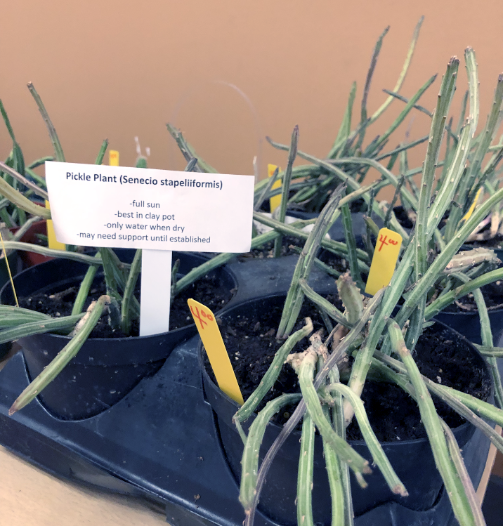 Annual Plant Sale
